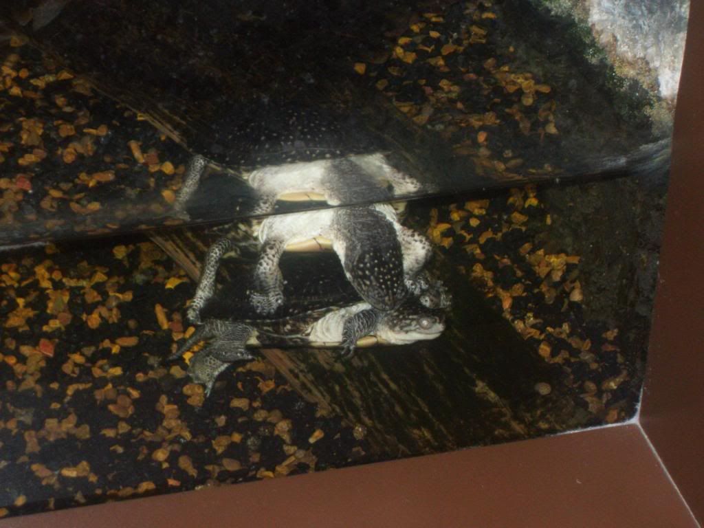 Turtle Sex...Not joking (c) p1nkbunn13 sex w prezerwatywie