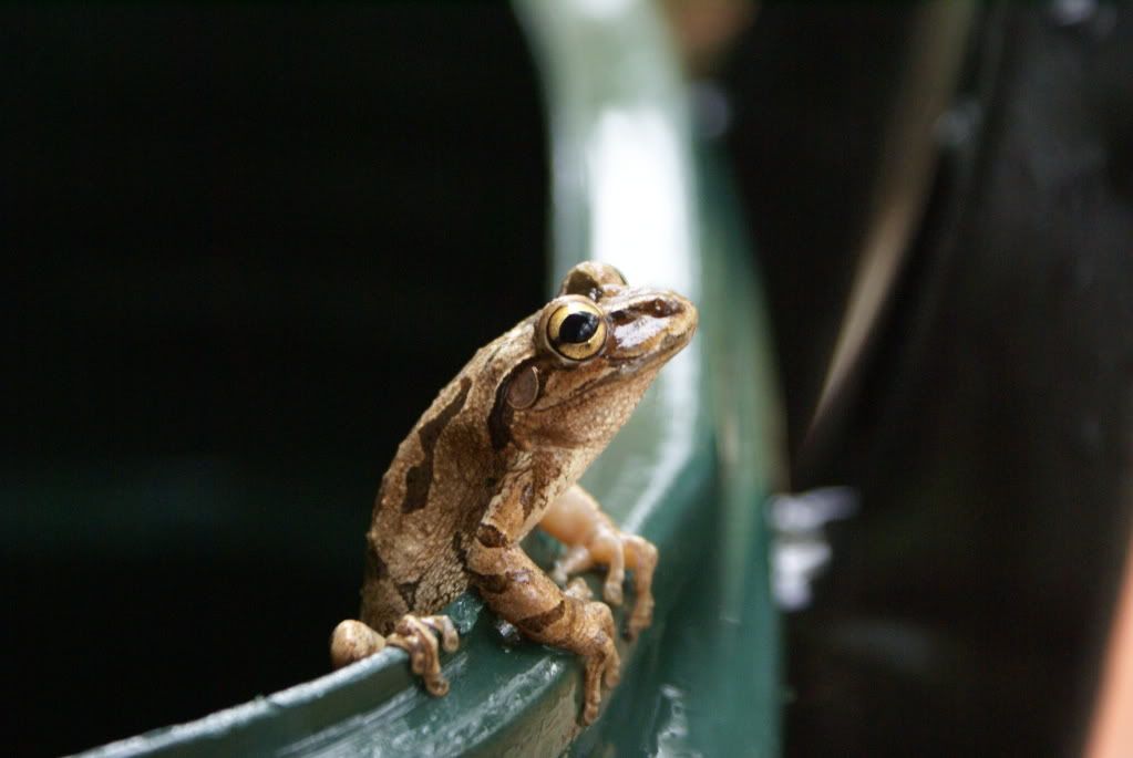 Frog_on_porch1.jpg