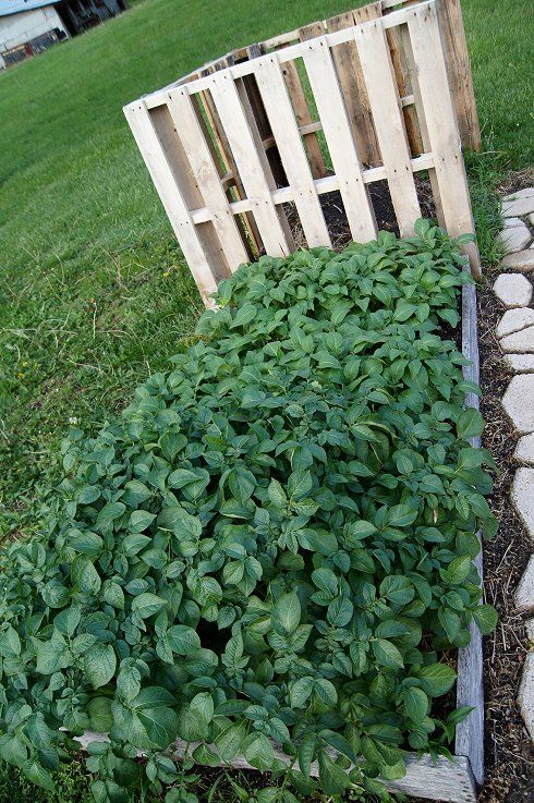 What would you say if I told you how to make a raised bed garden at $0.