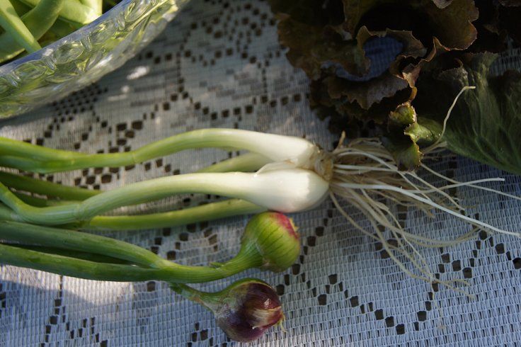 What would you say if I told you how to make a raised bed garden at $0.