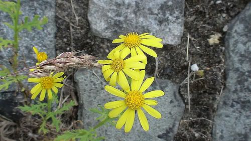 Flori