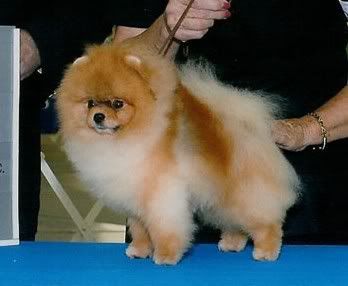 Other Hobbies - Homesteading Questions