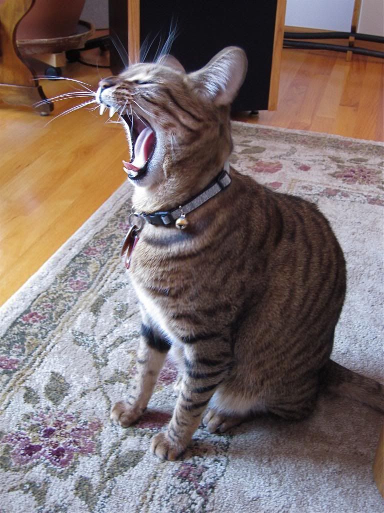 jasperyawn.jpg